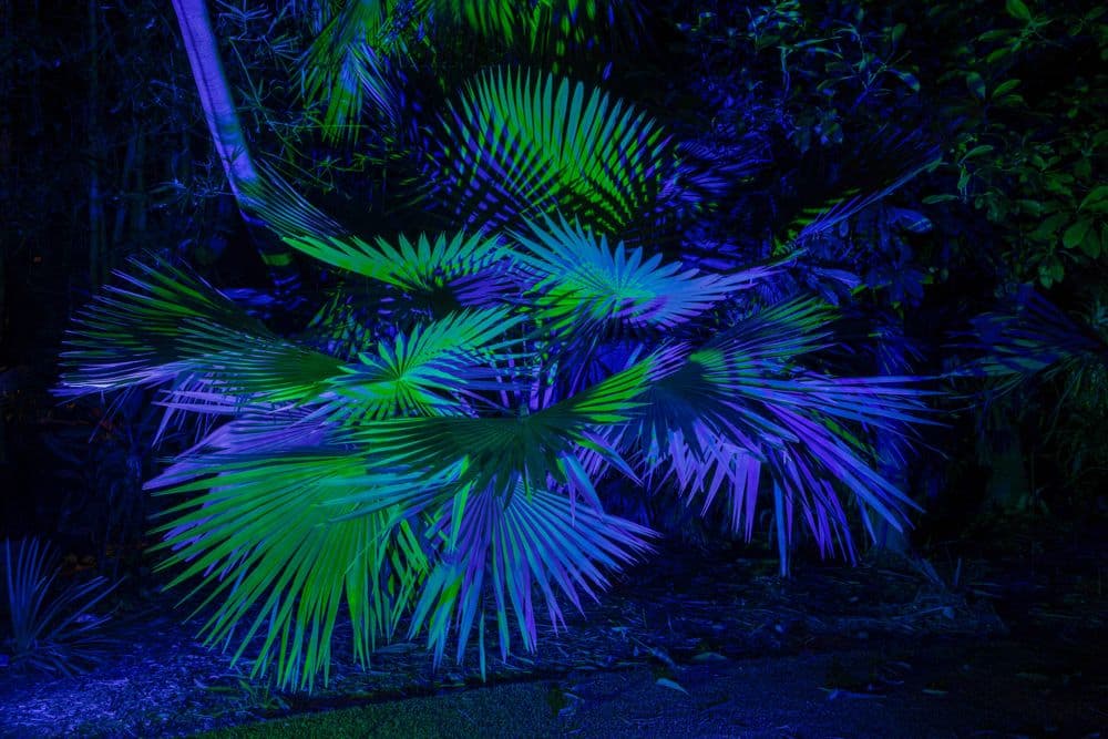Palm fronds lit in blue and green by Ketra VIA fixtures