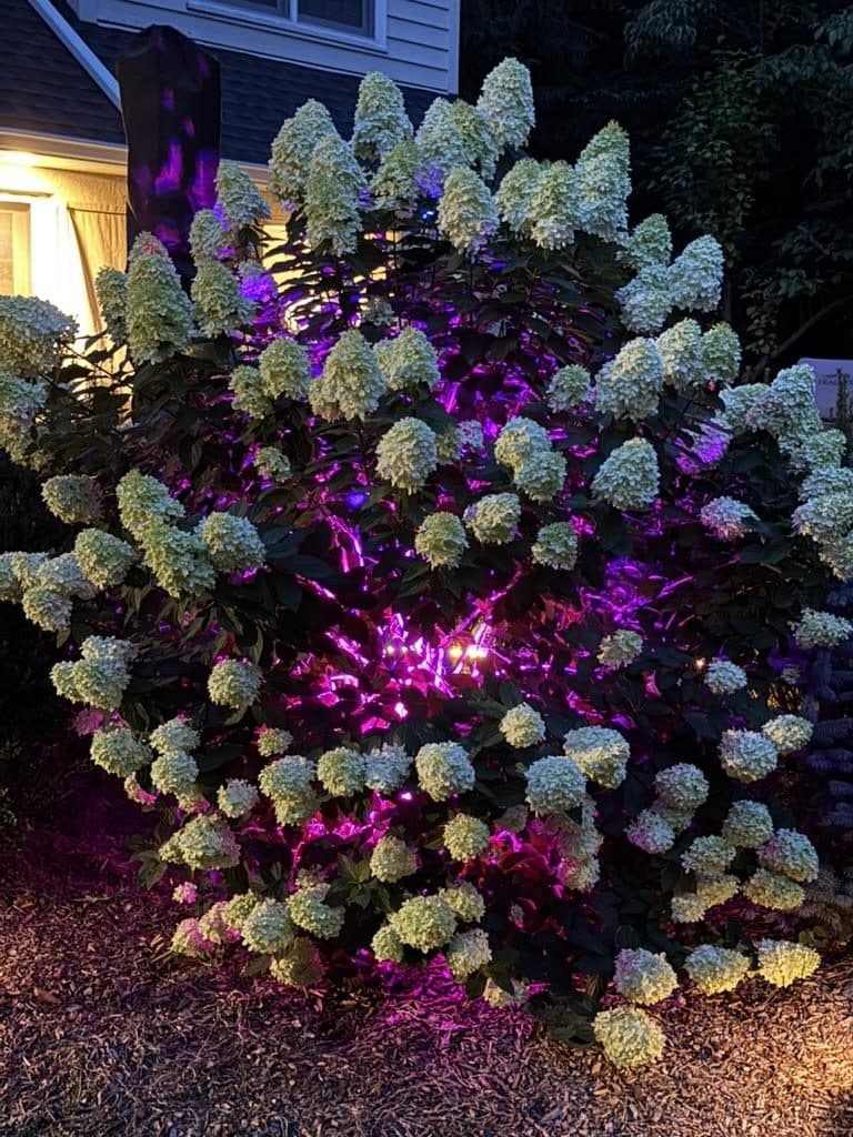 Hydrangea uplit in magenta at night