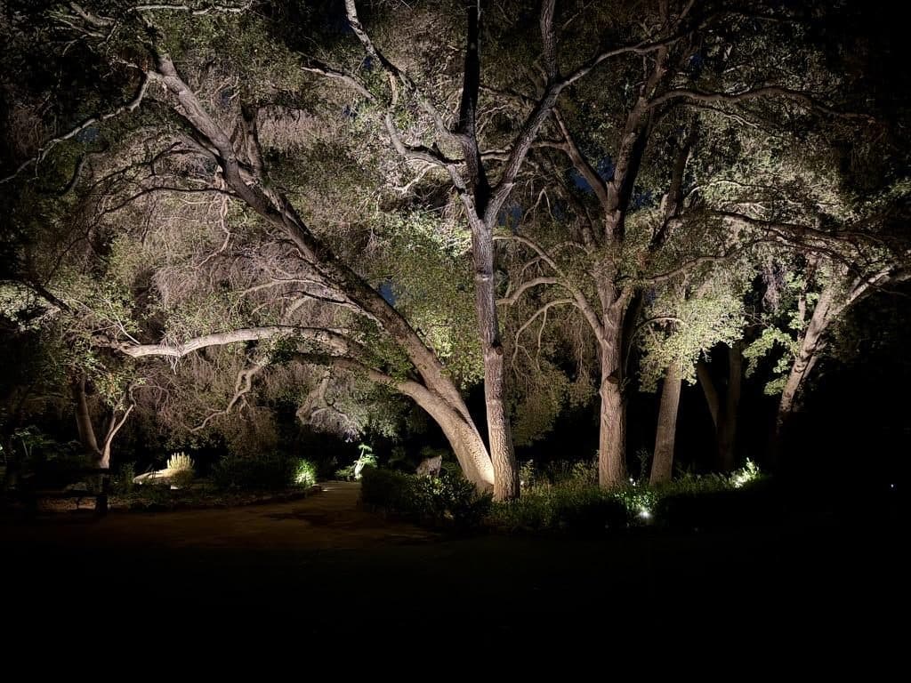 Oak canopy uplit at night