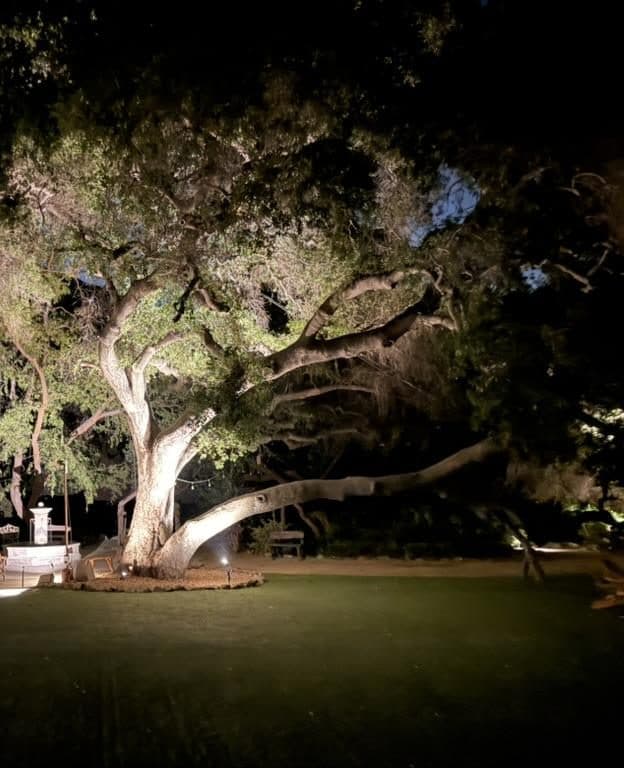 Single oak uplit over a lawn at night