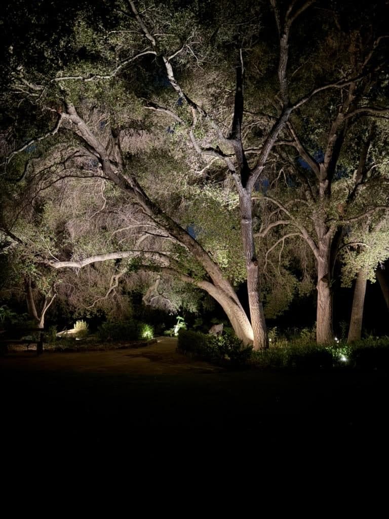 Uplit oak trees over a garden path at night